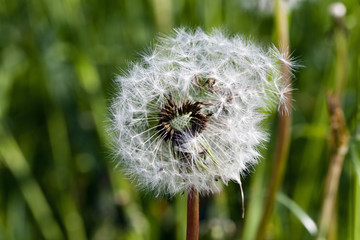 White dandelion  . close-up 
