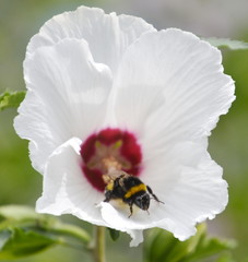 Calystegia sepium con ape