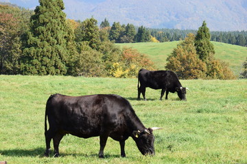 放牧で大きく育った牛／山形県鶴岡市羽黒町川代にある月山高原牧場で、牛の放牧風景を撮影した写真です。この牧場は、約100haの緑のジュウタンが広がり、雄大な高原の中で牛や羊を眺められます。2015年は5月19日にオープンし、多くの牛が放牧されました。放牧は10月下旬で終了するため、10月18日に行って撮影した写真です。約半年間、自然の牧草をいっぱい食べ、丸々と大きく育った牛の写真です。