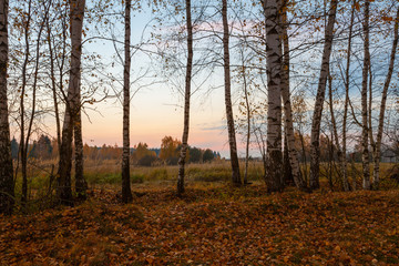 Birch trees at sunset