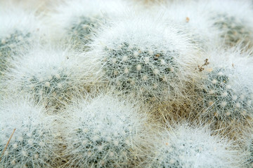 Little hairy ball shaped cactus Cactaceae plant © artesiawells