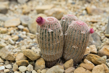Red rainbow cactus closeup Echinocereus Cactaceae plant
