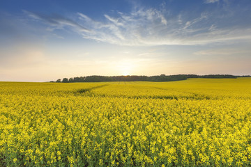 Fototapeta premium Rape field . sunset