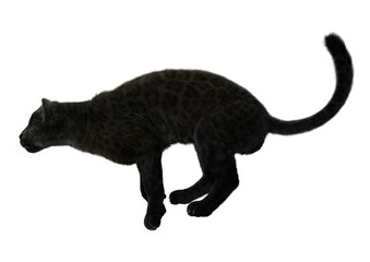 Big Cat Black Panther