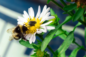Bumblebee on a daisy flower in the garden