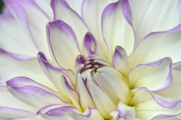 Fototapeta premium White and purple Dahlia close-up