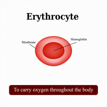 The structure of the red blood cell. Erythrocyte. Vector illustration