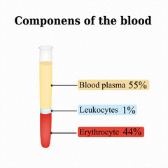The components in the blood. Infographics. Vector illustration