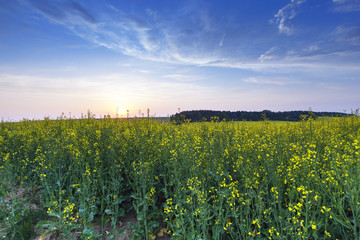 Rape field .  sunset