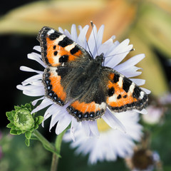 Obraz premium butterfly flying on marigold flower