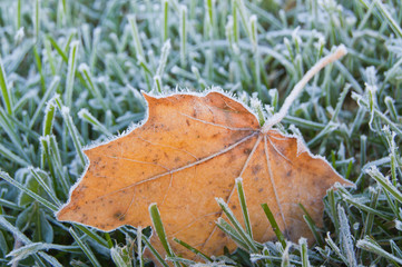 Frosty yellow maple leaf on grass at cold autumn morning.