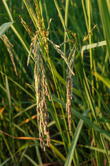 Rice field