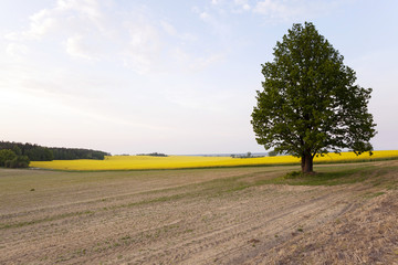 tree in the field  