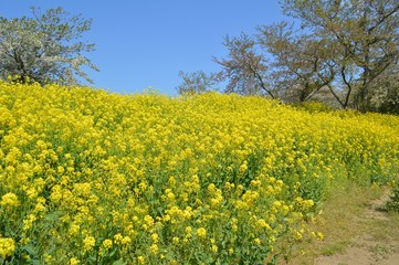 Obraz premium 菜の花畑