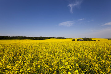 canola field .  blooming 