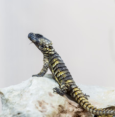 Armadillo girdlead lizard