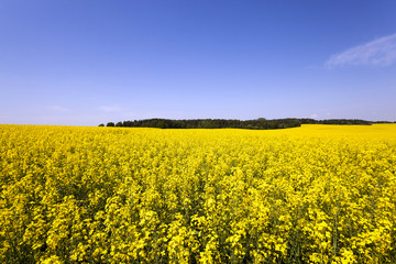 Obraz premium canola field . blooming 