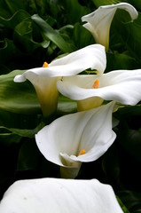 white calla flower in the garden