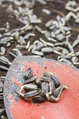 germination sunflower seeds on old trowel