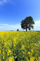Obraz premium tree in the field 