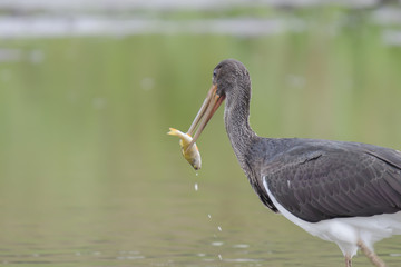 Schwarzstorch (Ciconia nigra)