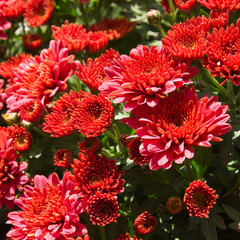 chrysanthemum button,  Chrysanthemum leucanthemum  close up background image
