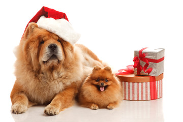 Christmas dogs