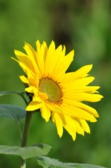 Sonnenblume im Garten