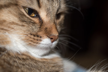 fluffy gray beautiful  kitten