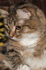 fluffy gray beautiful  kitten