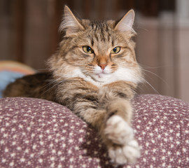 fluffy gray beautiful  kitten