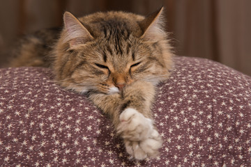 fluffy gray beautiful  kitten