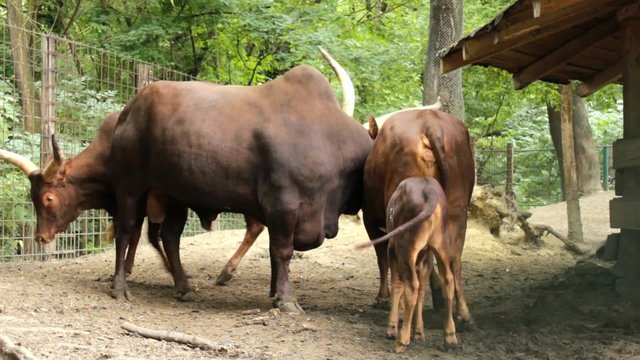 Cattle Maremmana, sucking milk from its parent 