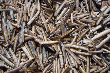 Razor Shells
The razor shell, Ensis arcuatus, also called razor clam or razor fish, is a bivalve of the family Pharidae. It is found on sandy beaches in Northern Europe and Eastern Canada.