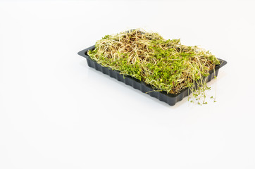 Verwelkte Gartenkresse