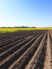 potato field . furrow