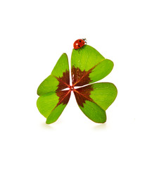 Obraz premium Four leaf clover and ladybug isolated on white background