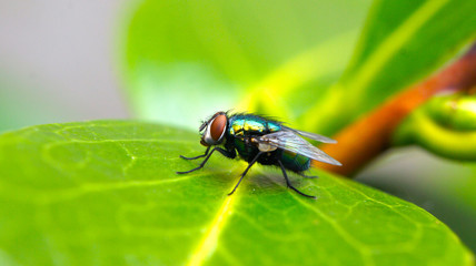 Closeup of a fly on a green leaf