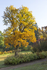 Naklejka premium Herbstliche Eiche im Park