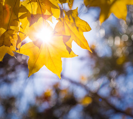 Backlit maple leaves, fall colors, it can be used as background.