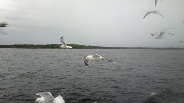 Topic of North sea travel - seagulls over waves
