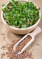 Fresh radish sprouts on a wooden background.
