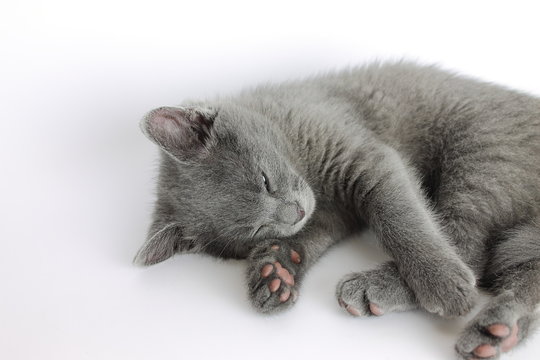Little grey kitty sleeping in a light-box