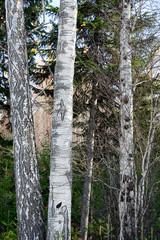 Trunks of birch trees with a variety of bark