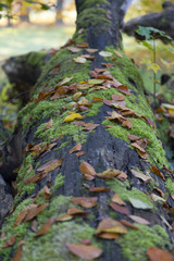 Alter umgestürzter Baumstamm mit Moos und herbstlichem Laub bedeckt