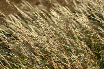 Grass pollen can cause allergic symptoms 