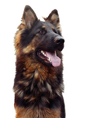long haired german shepherd dog