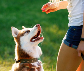 Dog motivational training. Trainer gives the husky a reward © miroha141