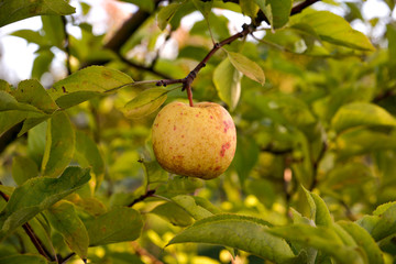 Apples in orchard early on the morning