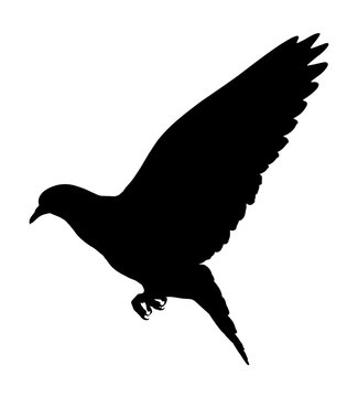 Silhouette of a flying dove on a white background, vector illustration